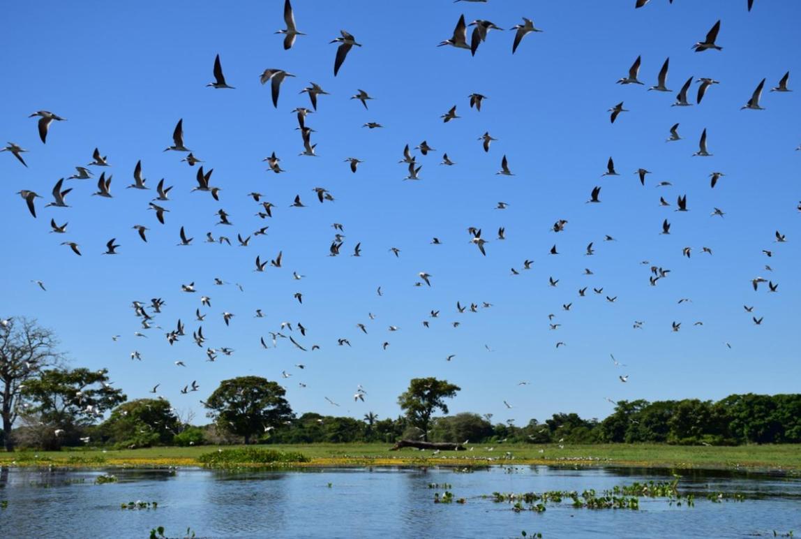 Pantanal - Pousada Sia Mariana Barao de Melgaco Exterior photo